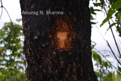 Chionanthus ramiflorus